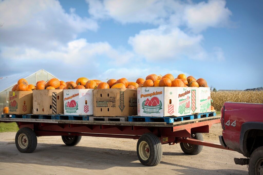 pumpkins, harvest, thanksgiving-8353576.jpg